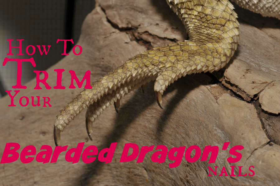 How to trim your Bearded Dragons nails! WITH VIDEO Canadian Mom Reviews