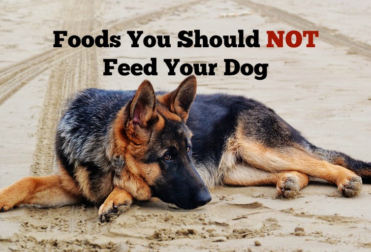 14 Foods You Should NOT Feed Your Dog Canadian Mom Reviews
